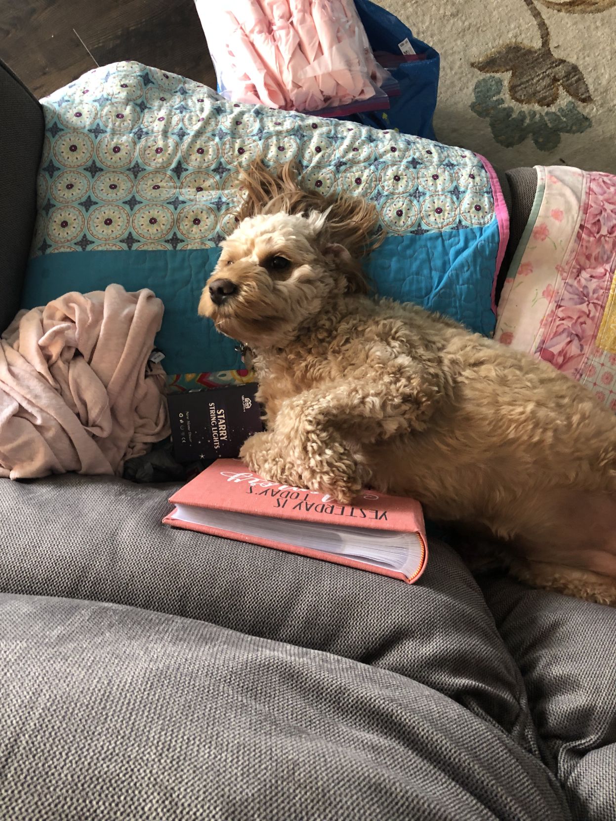 dog
